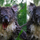 Illustration for article titled Koalas + Wolf Jaws = Pants-Soiling Terror